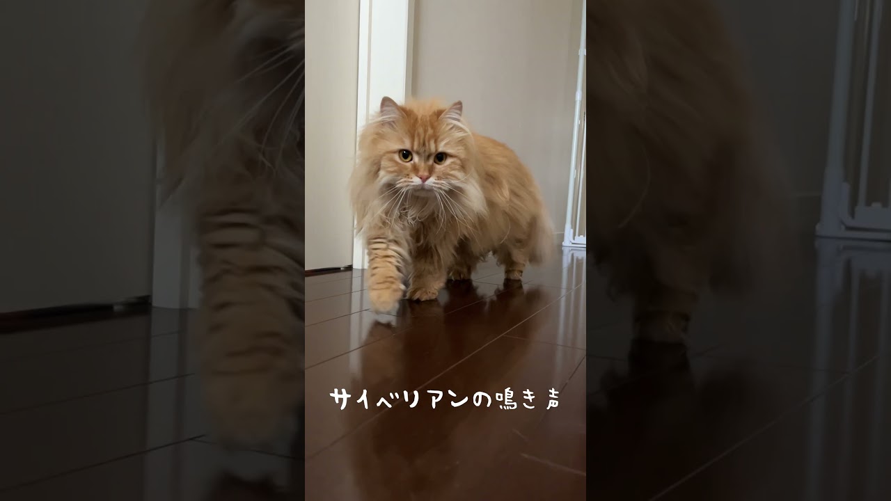 サイベリアンのレアな鳴き声