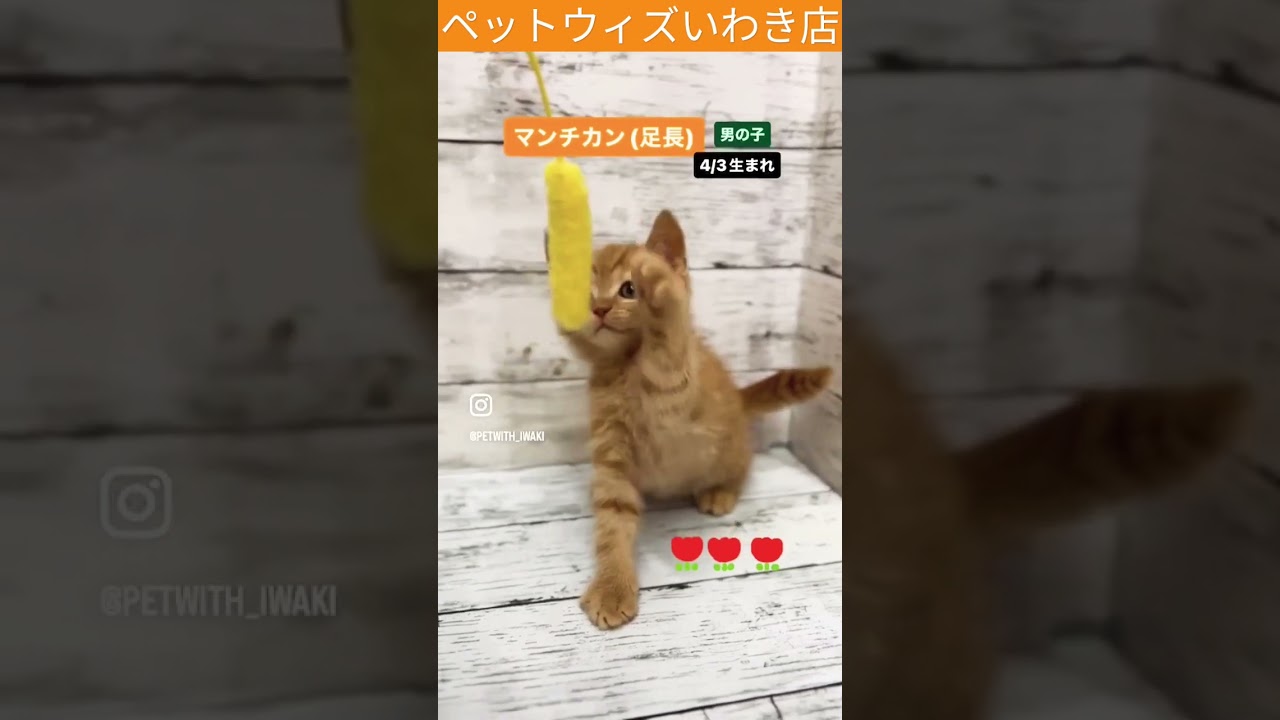 いわき店マンチカン　#マンチカン #shorts