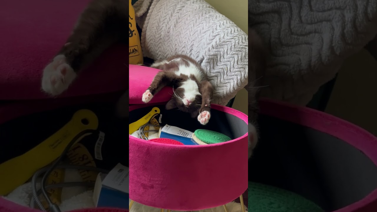 Brown cat sleeping 😴 #cats #kitten #catlife #browncat #catoftheday #viral #short #shorts #cat
