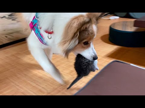 子猫に会いた過ぎる愛犬がこんなことをしでかしました😂