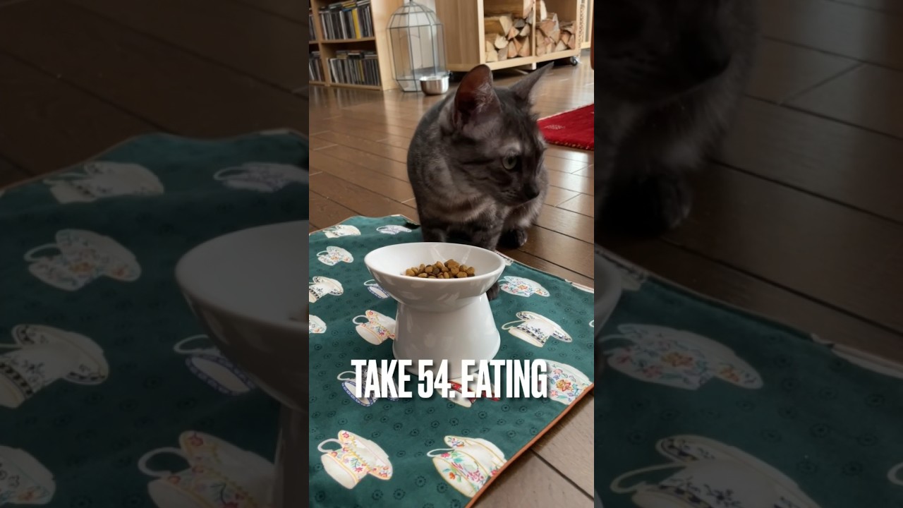 ひたすら#食べる猫 にゃ #至福のひととき #猫 #エジプシャンマウ #eatingcat #shorts