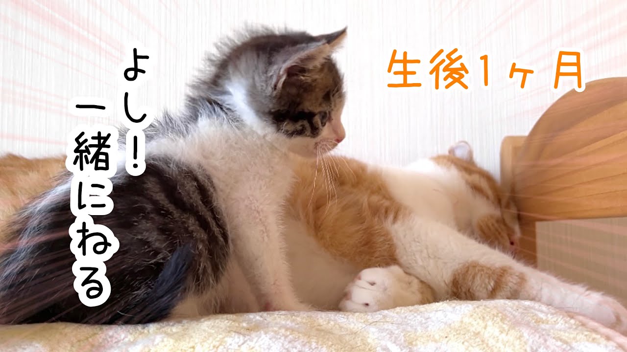 子猫が初めて、勇気を出して兄猫の横で寝る決意をしました【預かり保護猫】