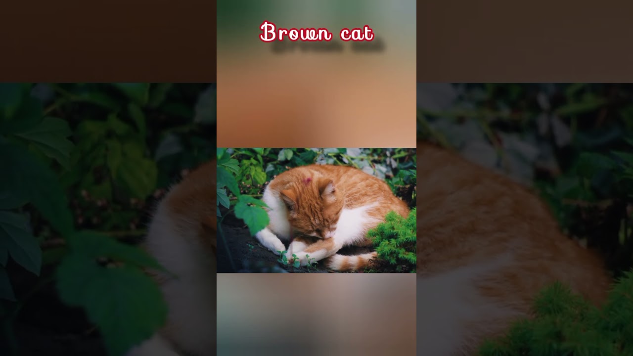 Brown cat #shorts #youtubeshorts