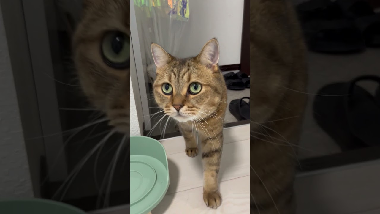 猫が出勤させてくれないので今日仕事休みます。　#shorts