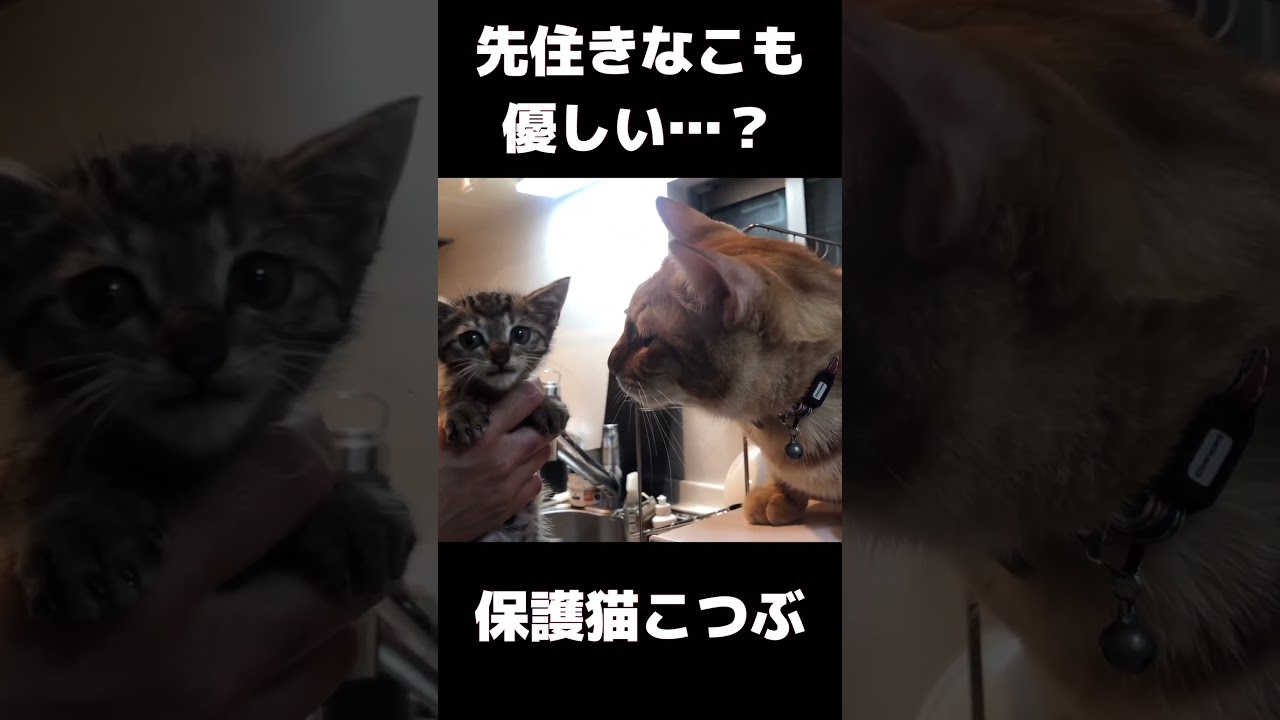 長生き出来ないと言われた子猫を保護したら…