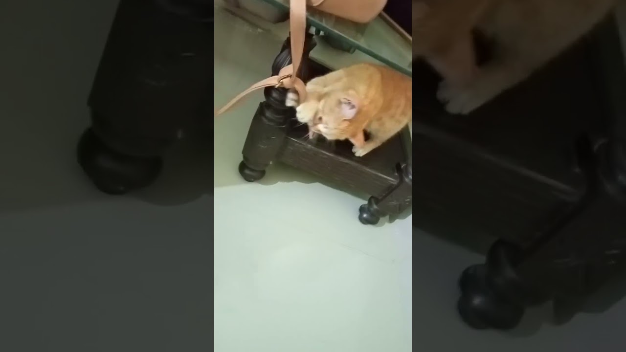 Are cats pure? |Brown cat