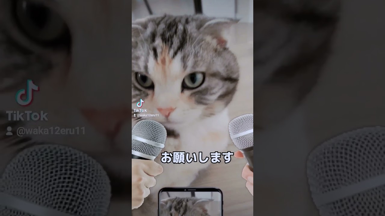 記者会見😸#shorts #スコティッシュフォールド #猫
