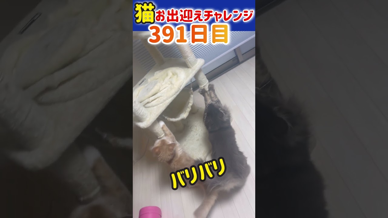 メインクーン　猫お出迎えチャレンジ391日目　#cat #アリスさん