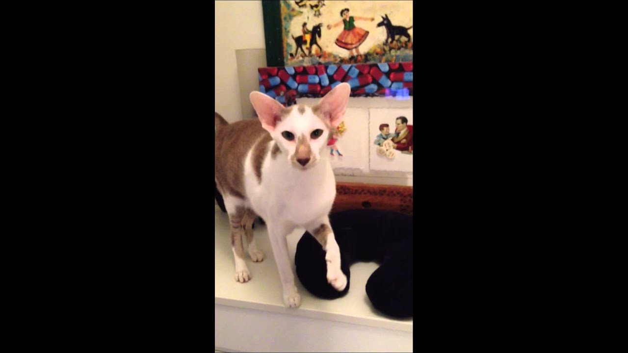 Talkative Oriental Shorthair Pearlie Mae