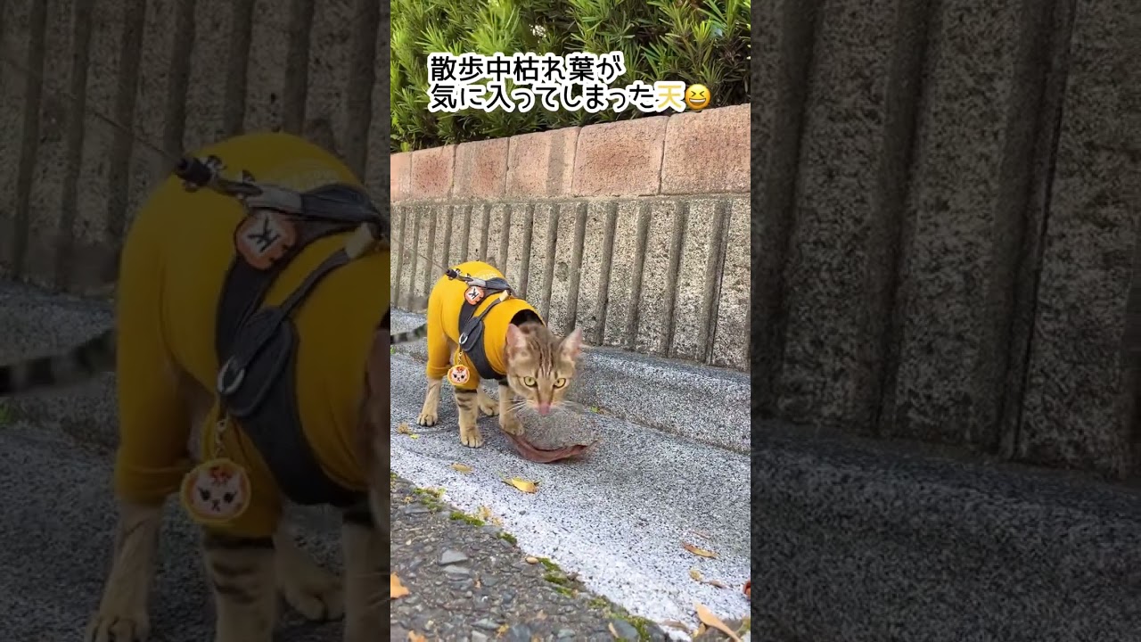 【ベンガル×シンガプーラ】散歩中枯れ葉に魅了される猫【＃shorts】