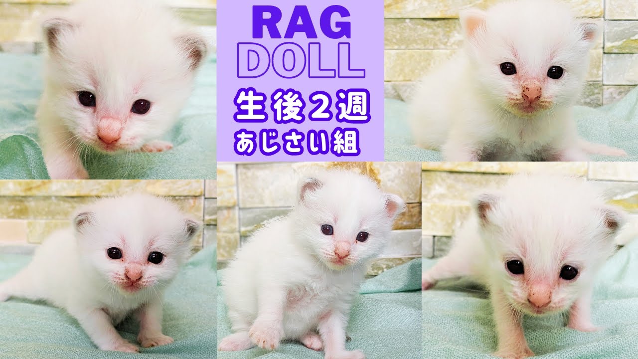 ラグドール子猫生まれました（生後２週）あじさい組【2023.5月生】