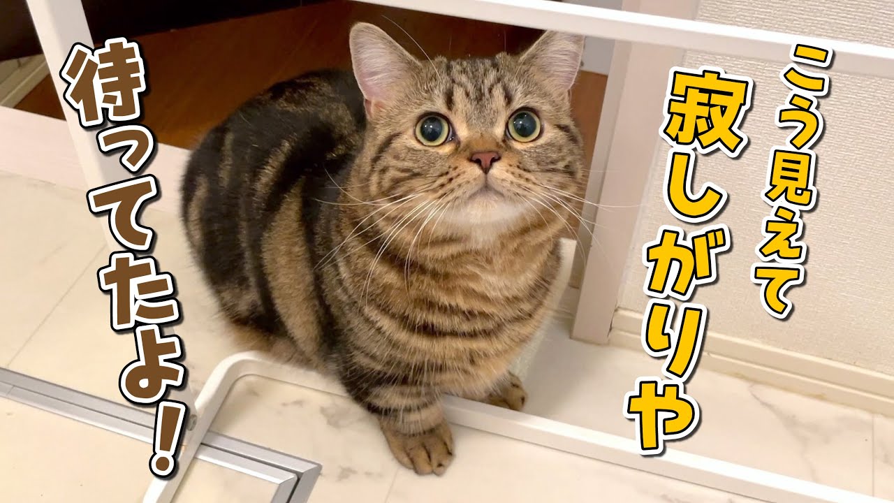 ママがいないと寂しくてお風呂の前までついて来ちゃう猫が可愛い！