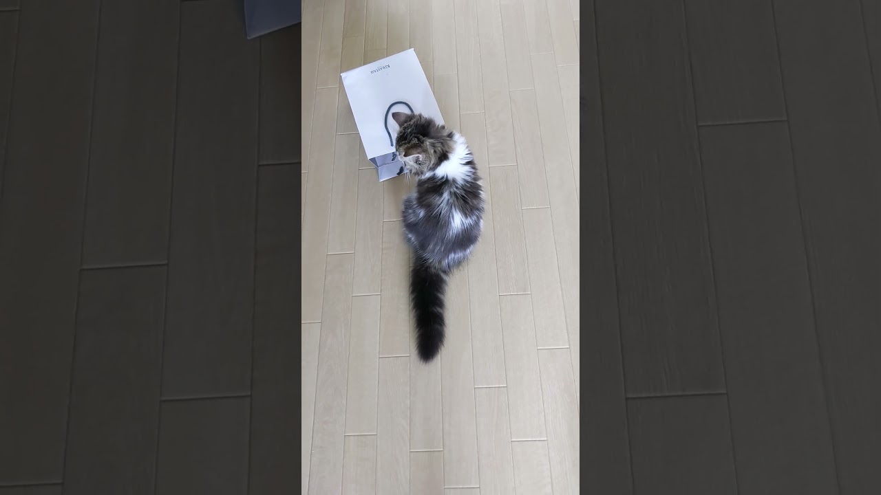 子猫を捕まえる方法