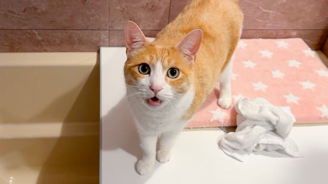 お風呂に入っていたら猫たちが次々に話しかけて来たんですけど、何を喋っているのかわかりません。。。。