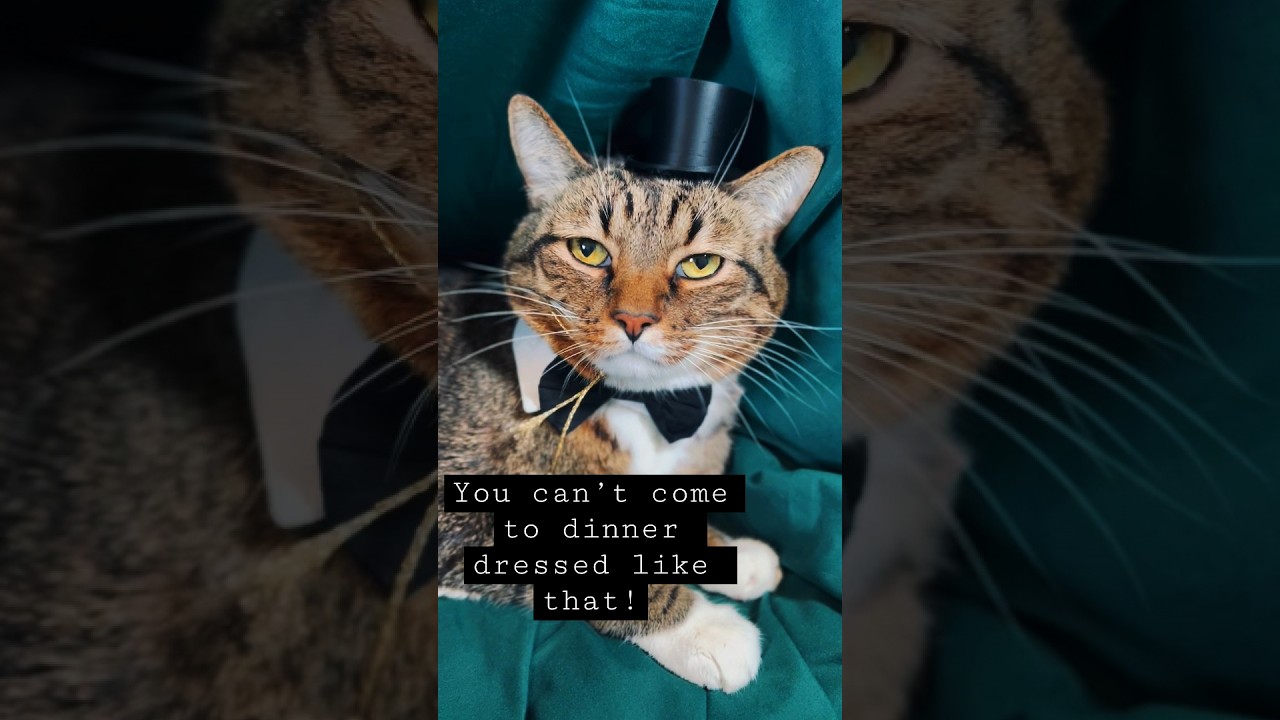 Dinner Party With Orion the Cat #cat #catsoftiktok #cute #cutecat #cutecatshorts
