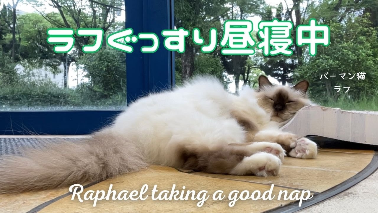 バーマン猫ラフ【ラフぐっすり昼寝中】Raphael taking a good nap（バーマン猫）Birman/Cat