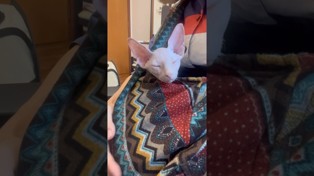 ペットスリングの中で眠る毛のない子猫【スフィンクス猫】