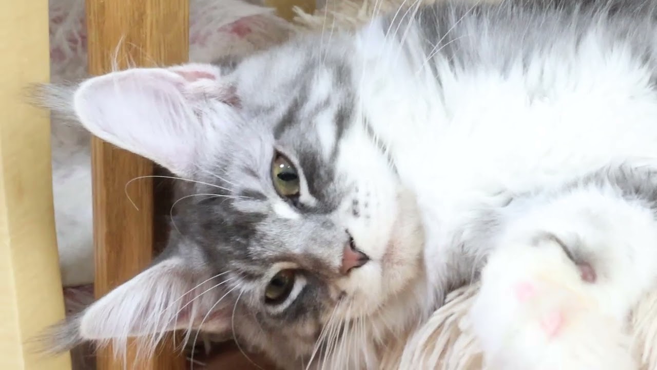 何の心配もなしメインクーン子猫のマリアちゃん