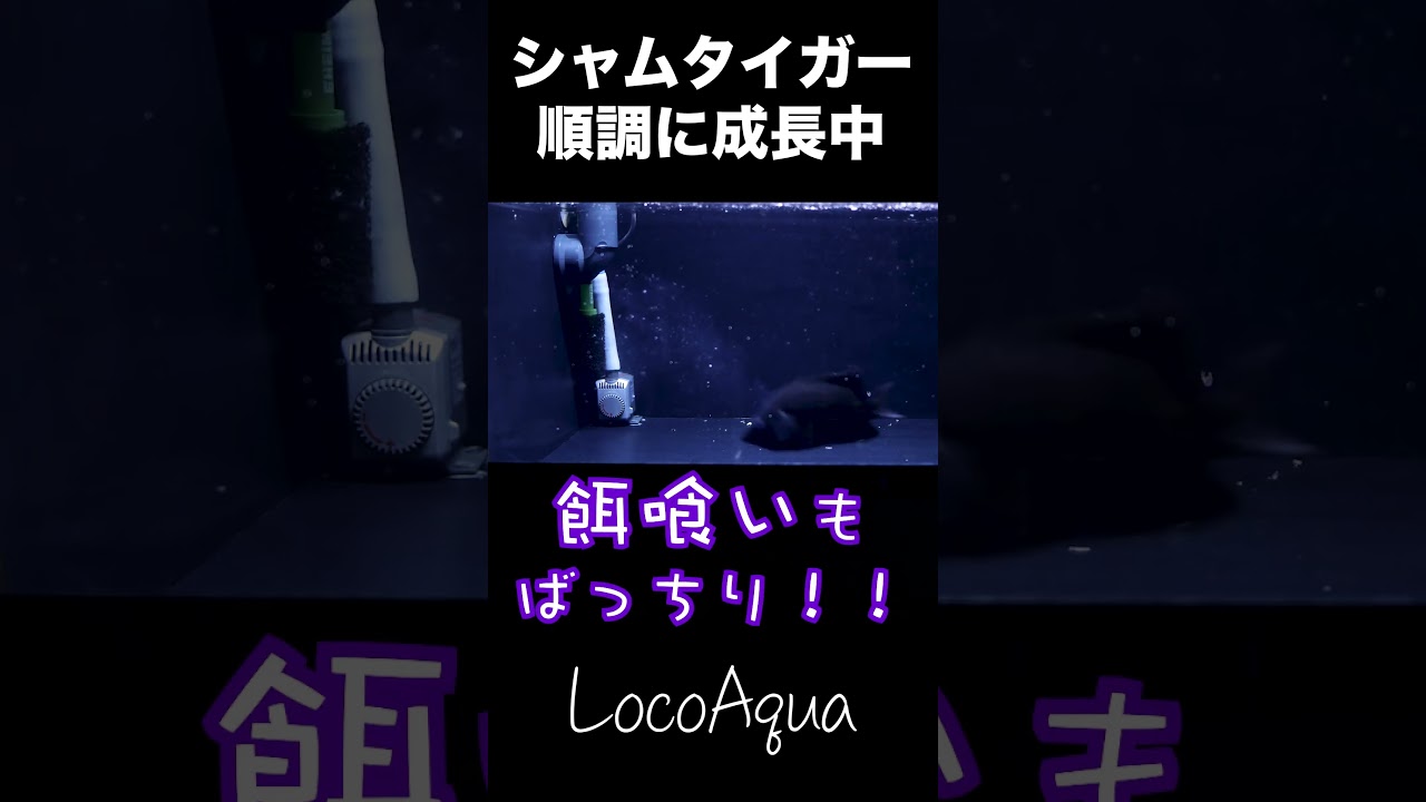 本ダトニオ シャムタイガー飼育１週間