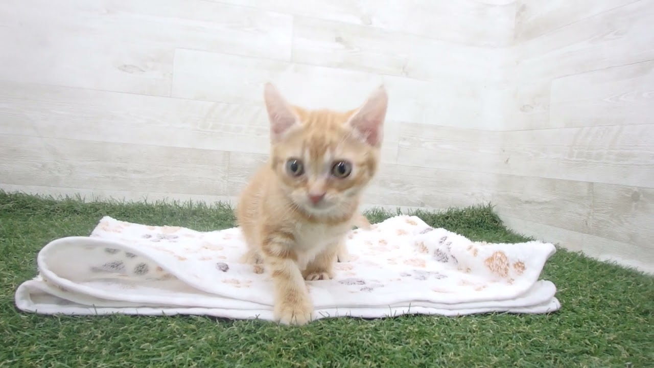 Coo&RIKU　No00631461 アメリカンショートヘアー