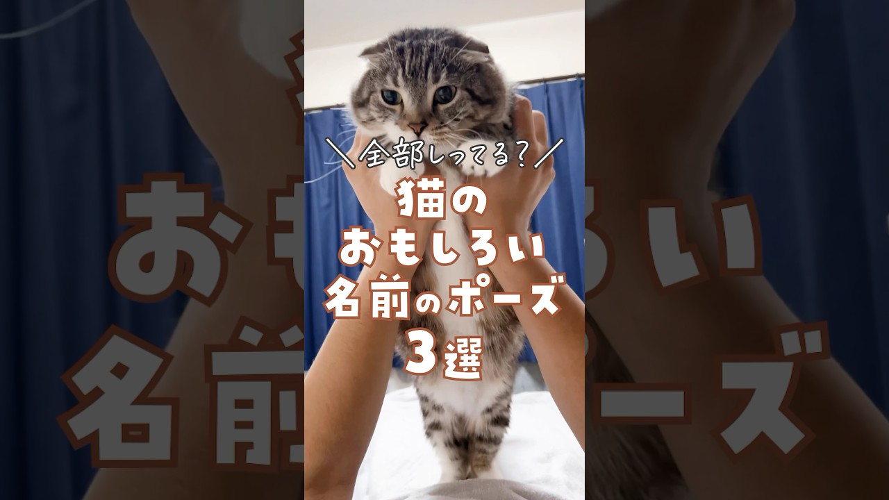 全部わかる？猫のおもしろい名前のポーズ3選でごわす‼️  #猫 #ねこ #やんのかステップ #アンモニャイト #ロードシス