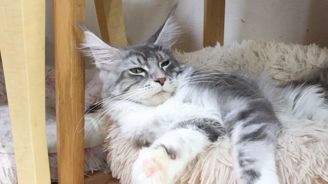 何の心配もなしメインクーン子猫のマリアちゃん