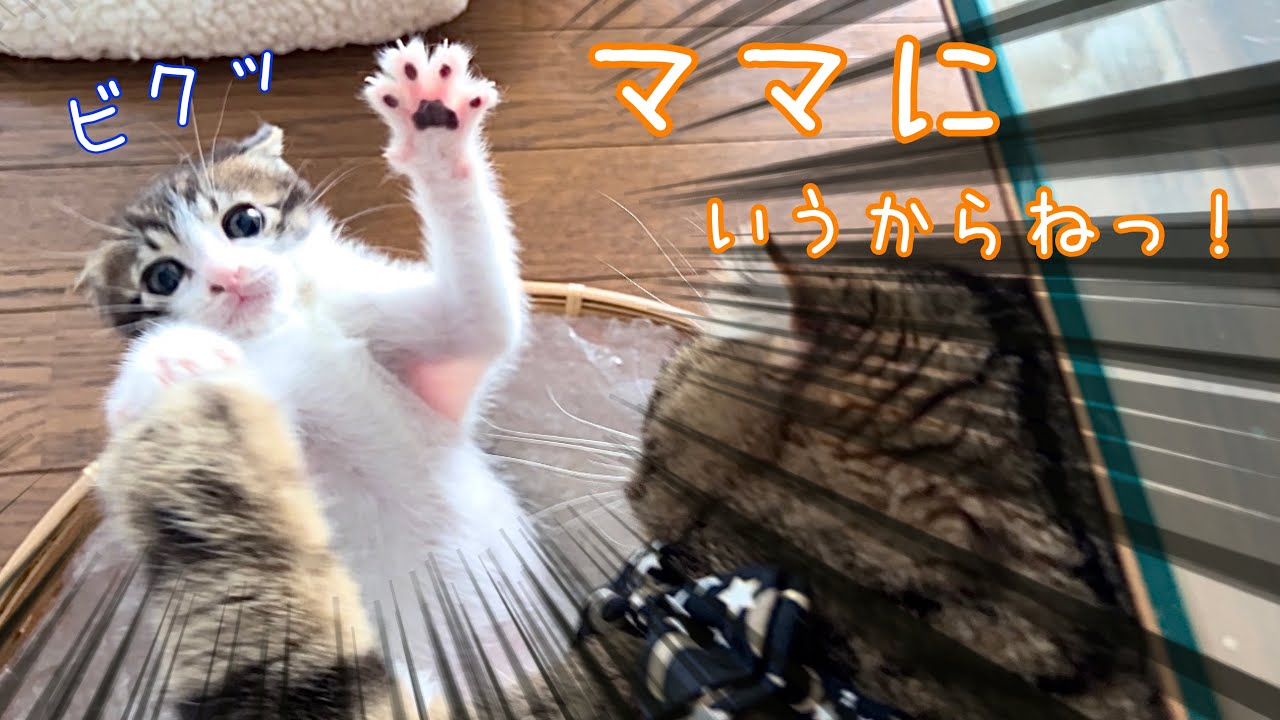 子猫が兄猫との喧嘩に負け、子供のようにママに八つ当たりして甘えてる姿が可愛いすぎました…【預かり保護猫】