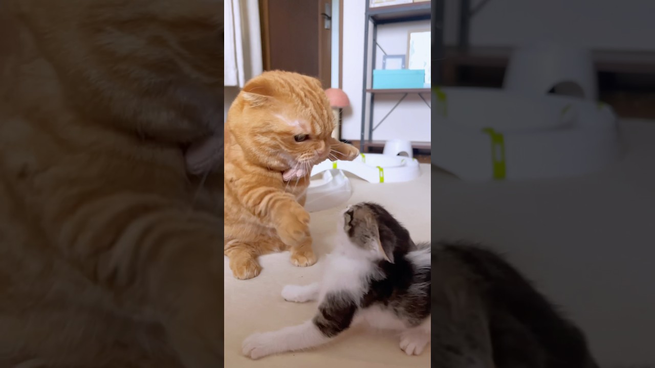 初めて子猫と短足猫の喧嘩が可愛すぎたwww【預かり保護猫】