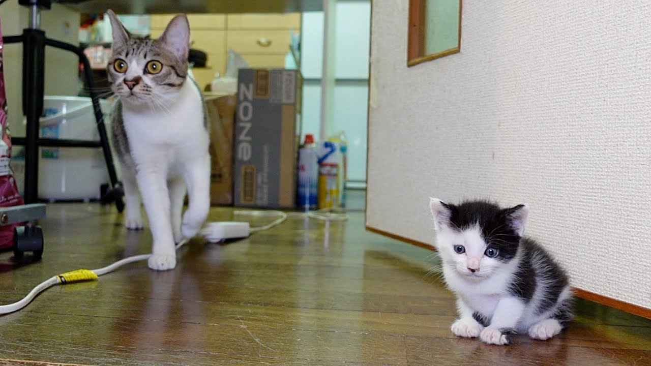 火災報知器が鳴り緊急出動した子猫たち