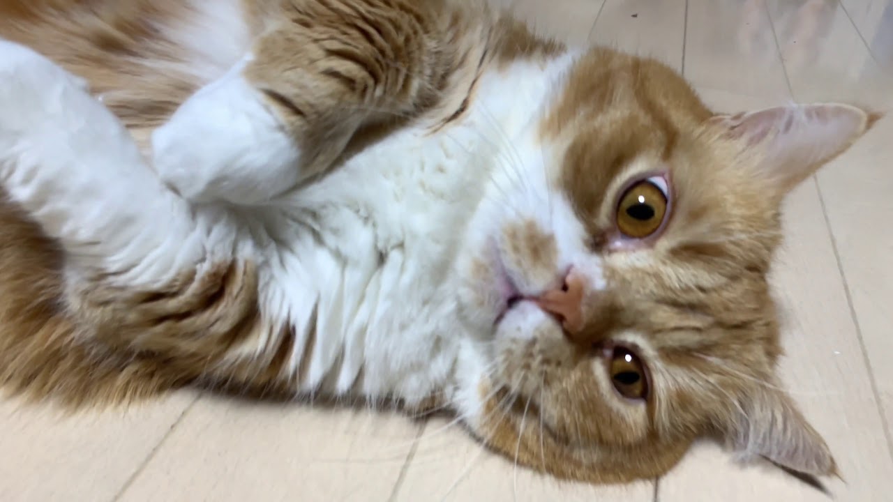 Cute Cats Compilations かわいいマンチカンの動画集02【マンチカンズ 】