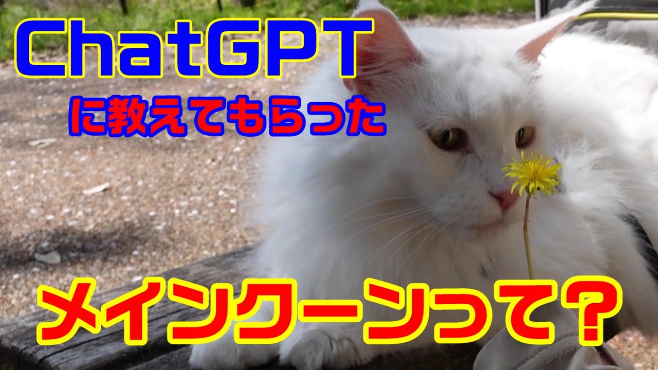 ChatGPTにメインクーンの事聞いてみた結果…