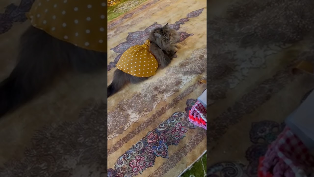 A Cute Little Girl kitty || lovely voice || Brown cat in fork