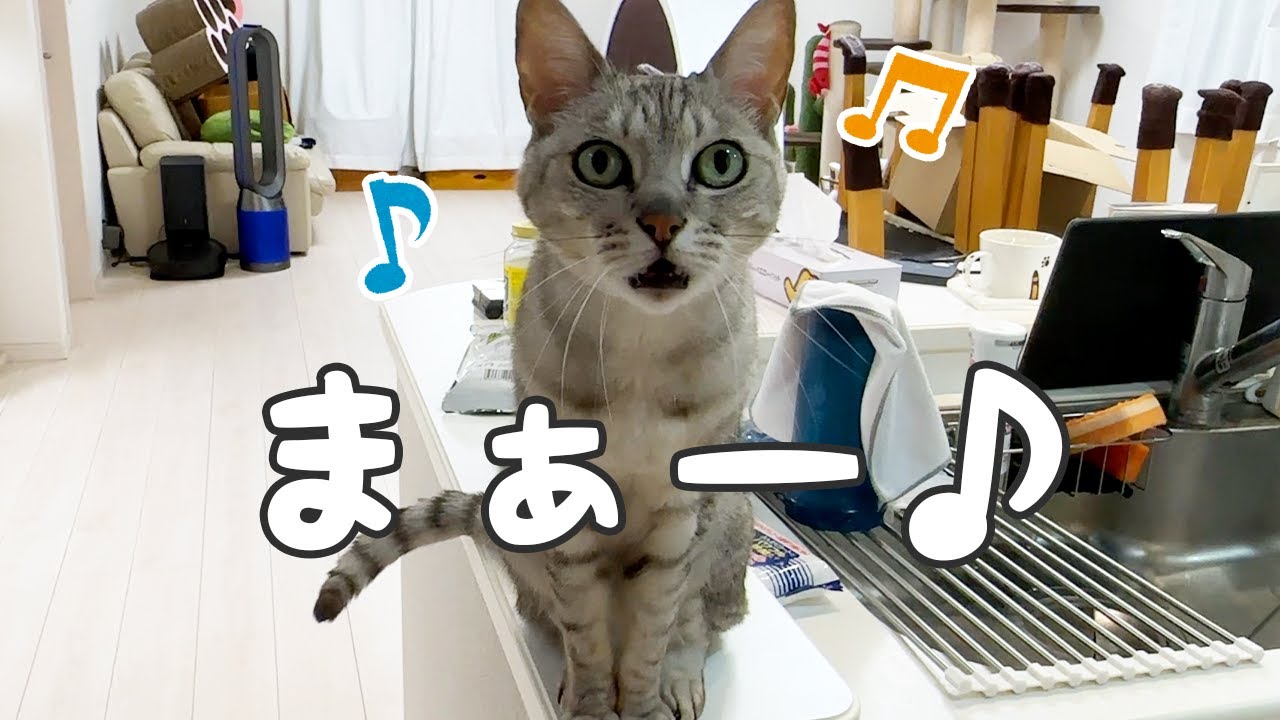 マロちゃんが！！ママに甘える日！！！