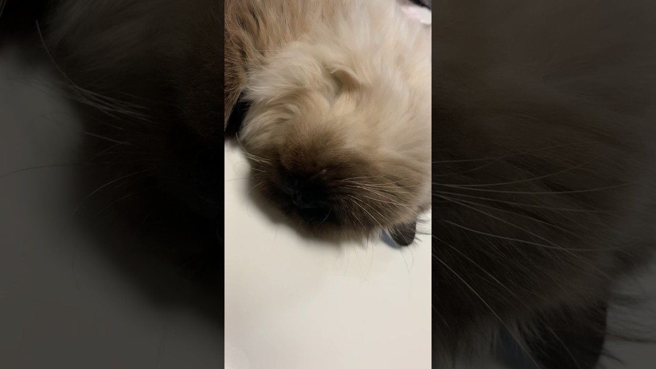 寝てます #猫 #日常 #ヒマラヤン #shorts