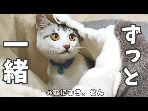 甘えん坊な子猫がずっと傍にいたいようなのでこうしてみました。