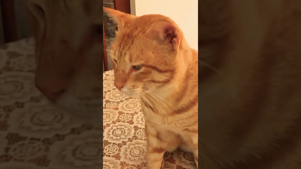 cutest and funniest golden brown cats. cats lifestyle diary. funny cats vedios ♥️♥️✅