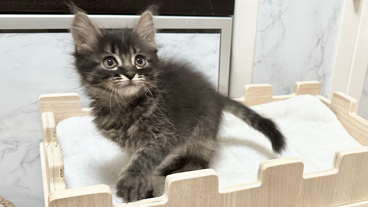 アオちゃんの今後について‥＆先住猫に可愛がられすぎて迷惑がる子猫【アオちゃん日記#55〜青い秋空〜】Notice about Ao's future. 保護猫