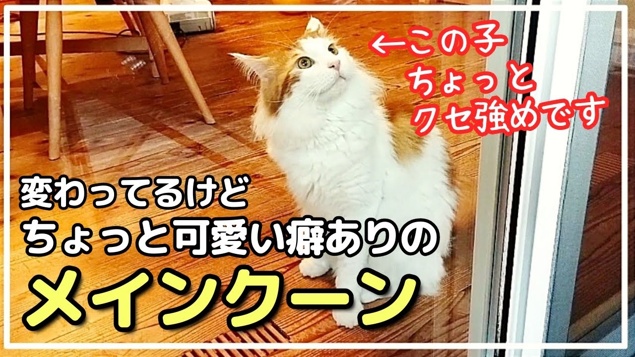 ちょっと癖強な猫。トイレそうやってするんだ！？【メインクーン】