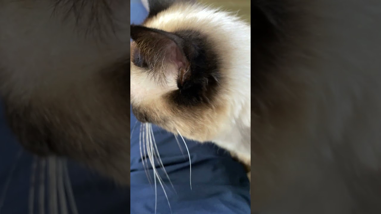【2023.06.14】今日のシャム猫のふくさん（音無し）【たぬき猫】 #shorts