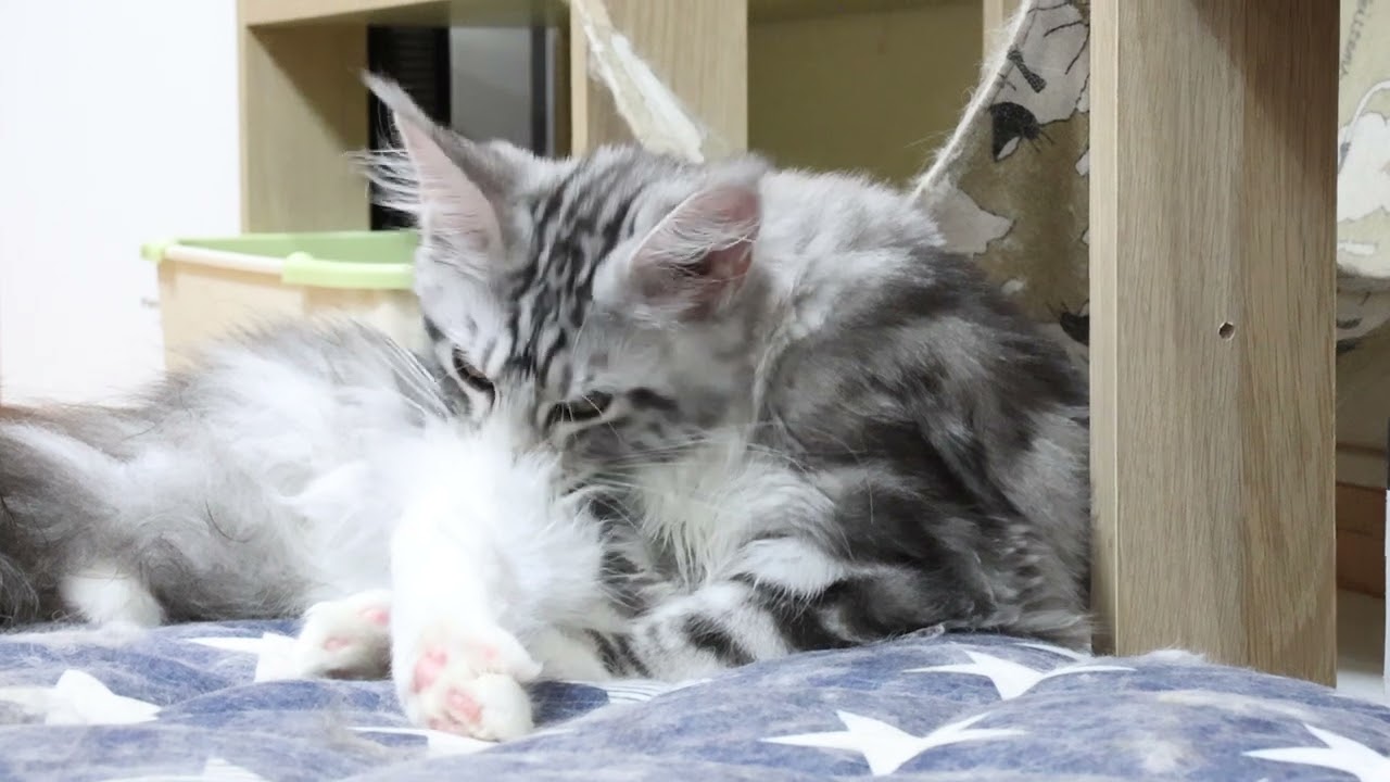 生後半年メインクーン子猫のイブちゃん