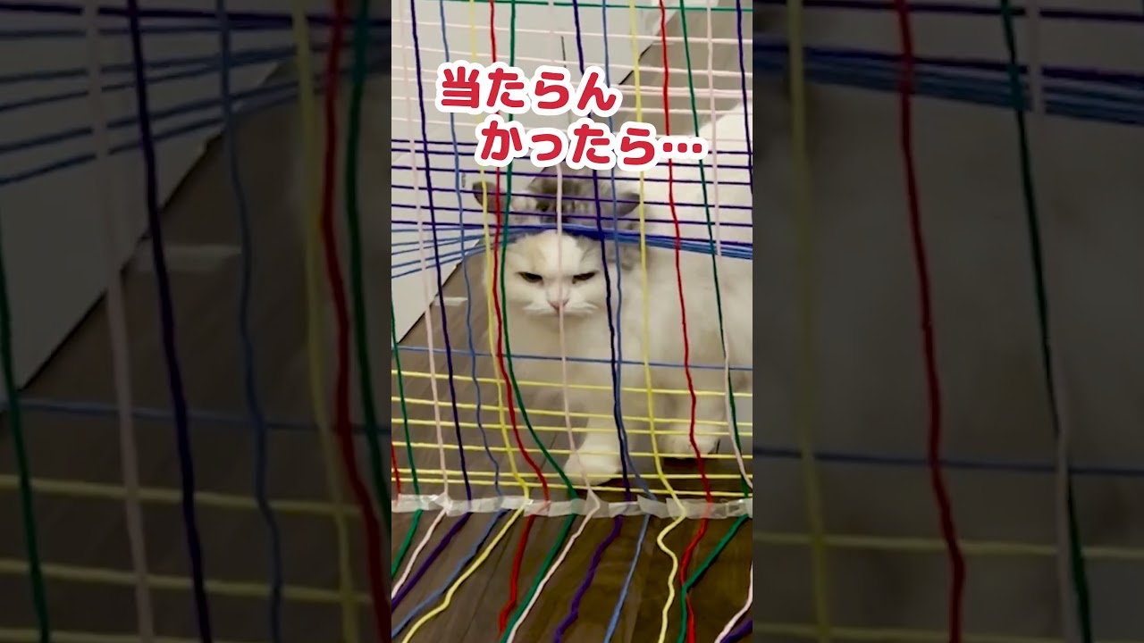 猫をレーザーセキュリティシステムで侵入阻止してみた #Shorts