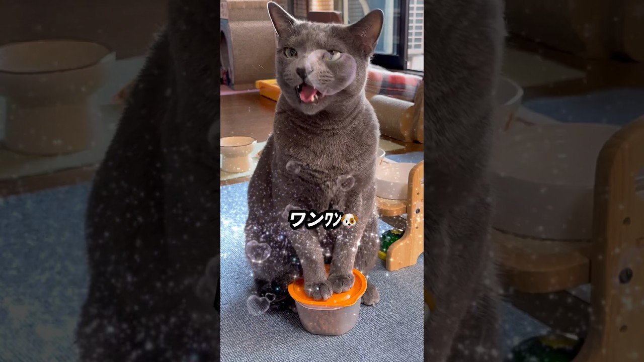 【ロシアンブルー】今日もいいお天気...めろん元気なおねだり😊【猫】#shorts