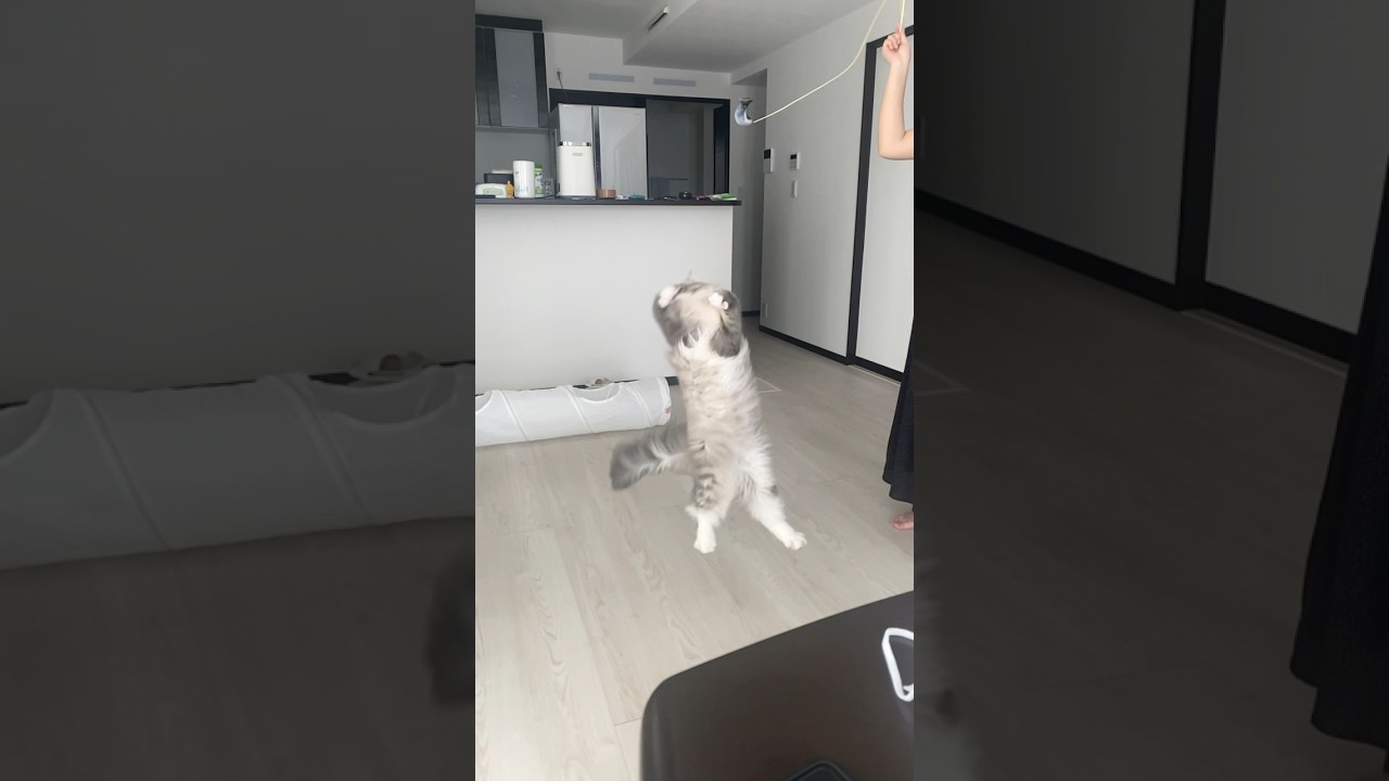 運動神経が絶望的なモフモフ猫 #ねこ動画 #サイベリアン #cat