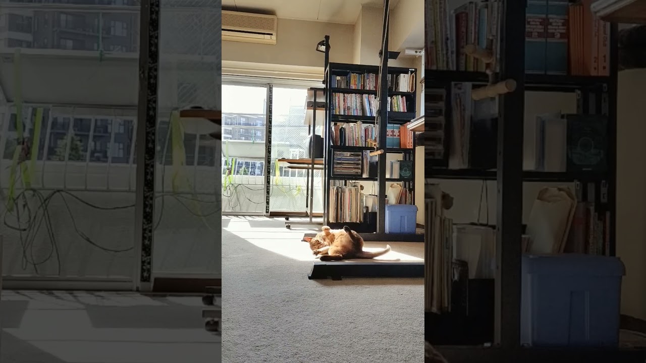 ネコ動画あび＃1574　#shorts　あびの毎日　アビシニアン　あび