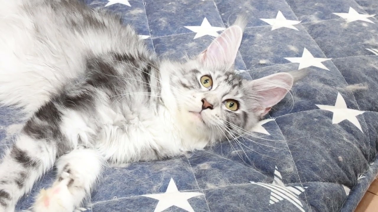 生後半年メインクーン子猫のイブちゃん