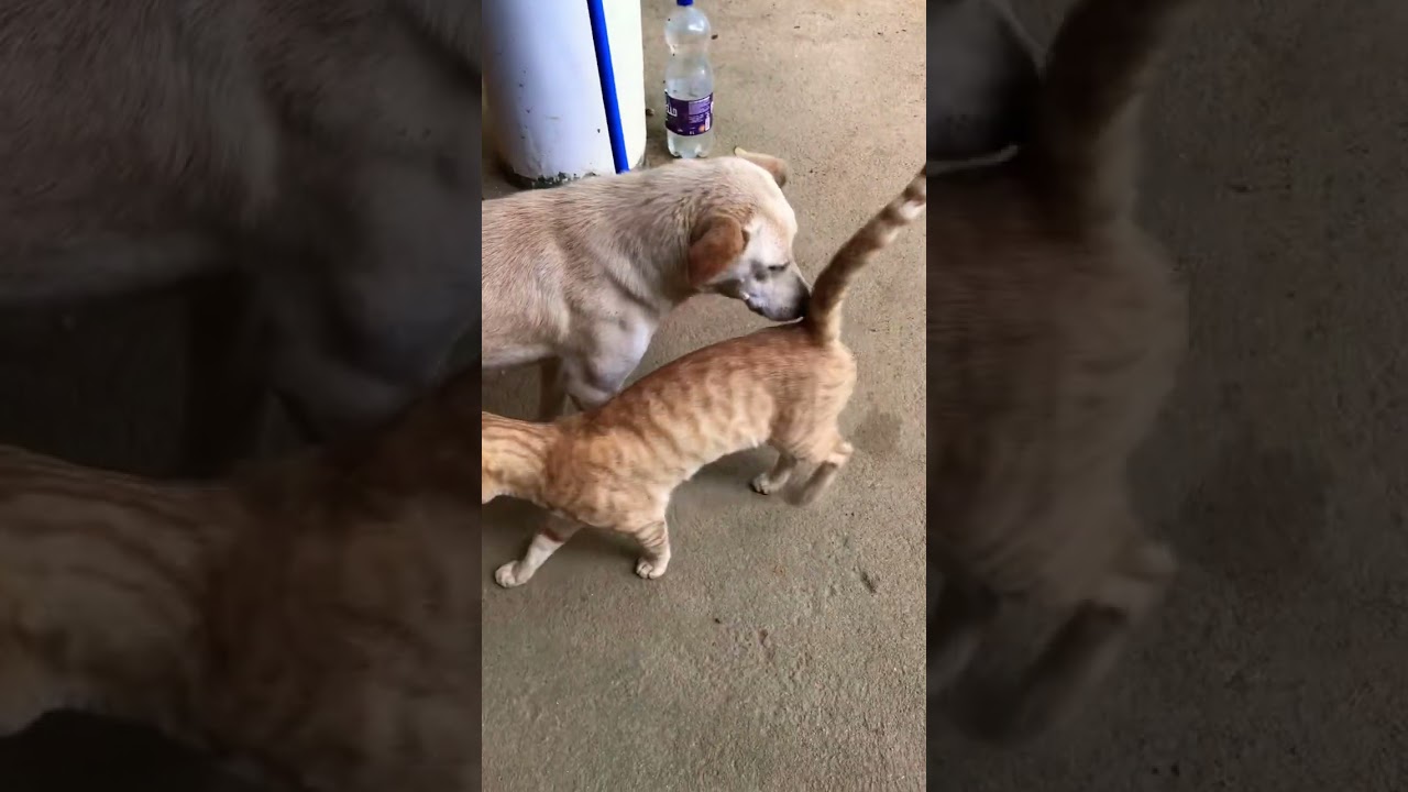 golden brown cat and dog 🐶 ♥️🤩
