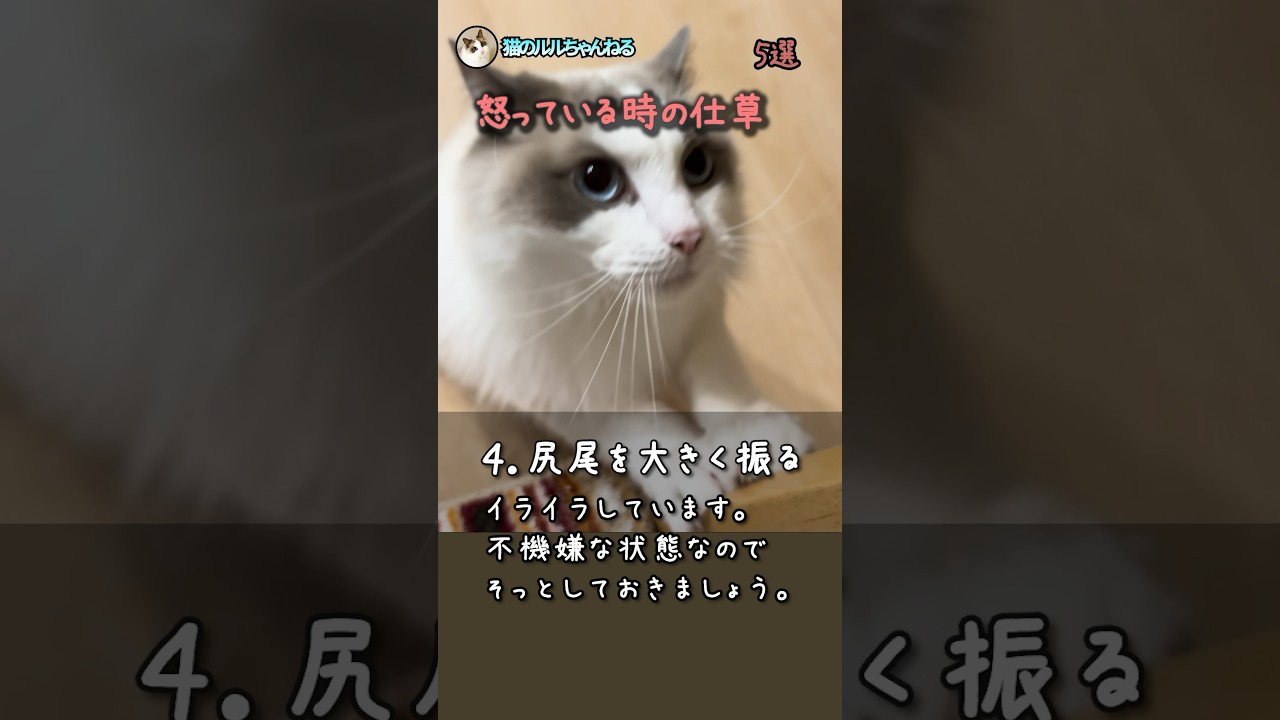 怒った猫はこうなっています#shorts #ラグドール