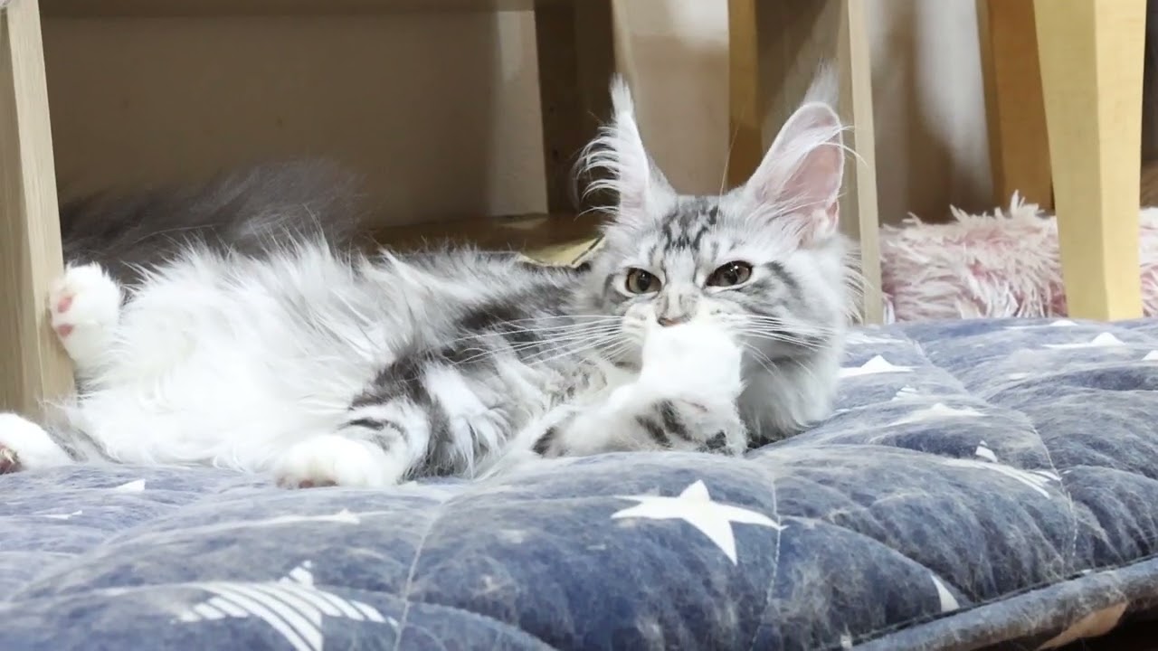 生後半年メインクーン子猫のイブちゃん