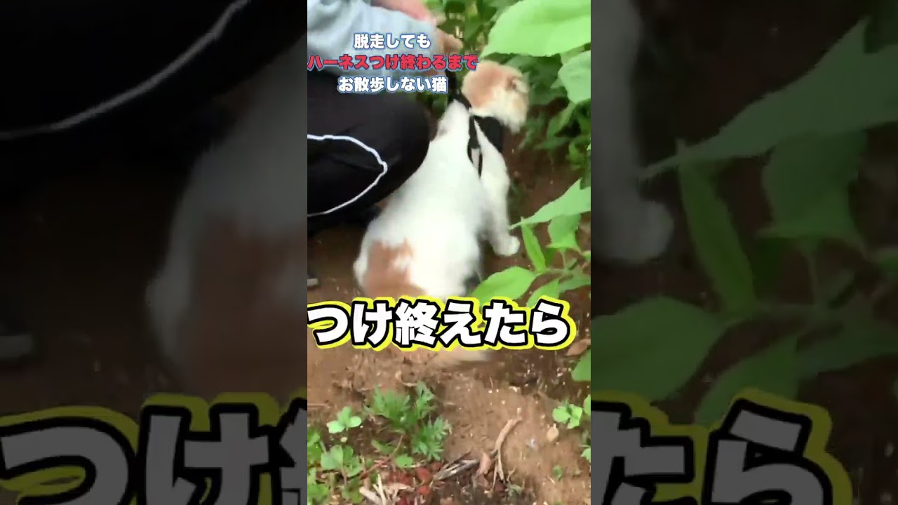犬みたいに忠実な猫がこちらです...笑　#スコティッシュフォールド