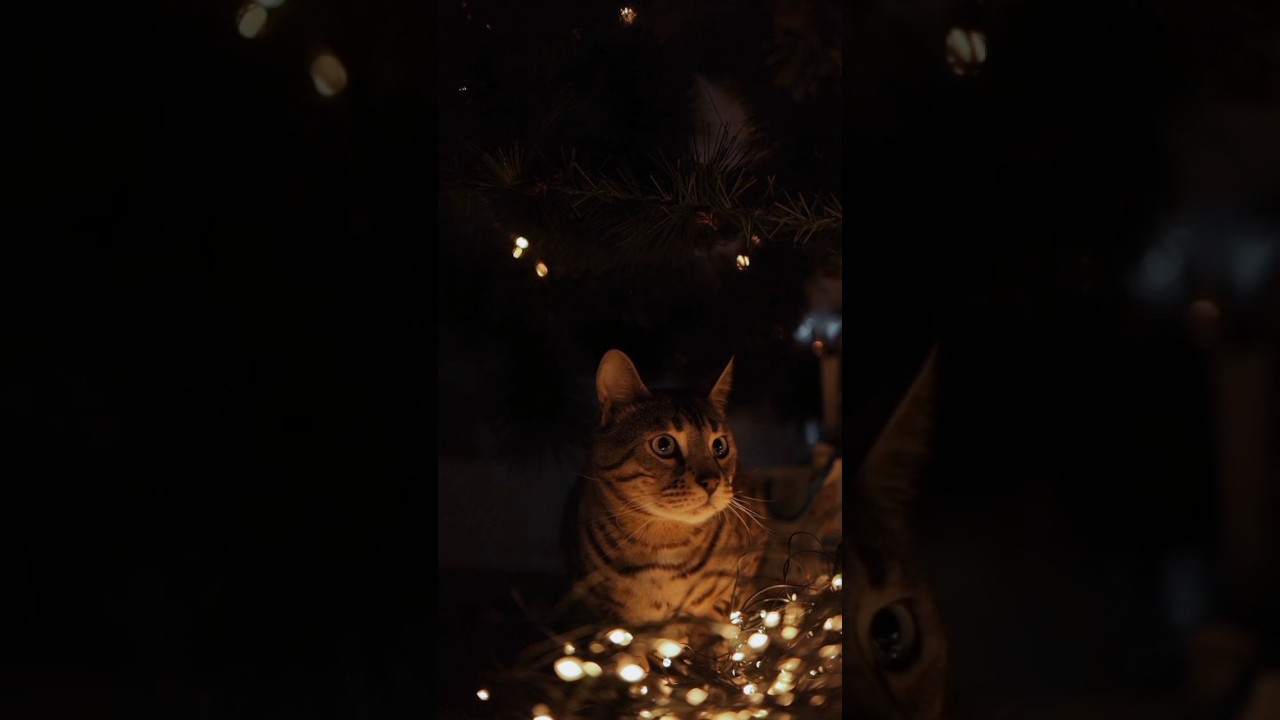 Watch What This Brown Cat Does Next - You Won't Believe It! #shorts